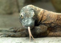 /album/fotogaleria-venta-de-mascotas-exoticas/comodo-1-jpg/